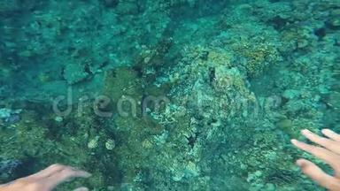 红海热带海底多彩鱼和管状蠕虫软珊瑚在红海热带暗礁，埃及